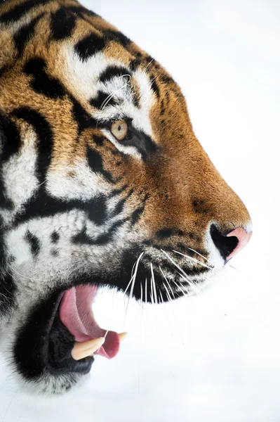 Siberian tiger close up with mouth open