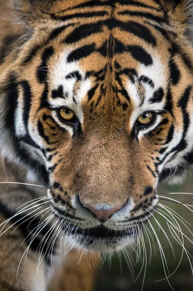 Close up of Siberian Tiger\'s face