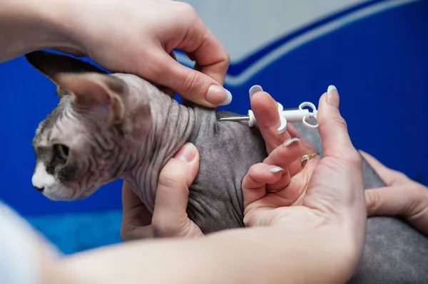 Little purebred sphynx cat at the veterinary checkup
