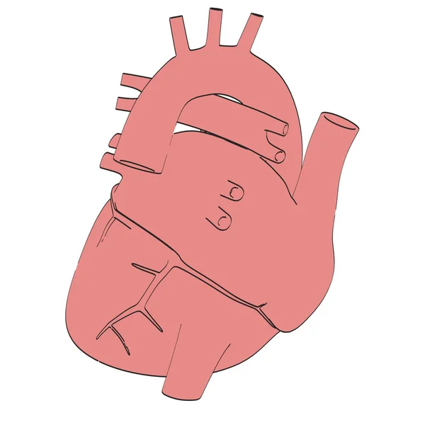 Cartoon image of human heart