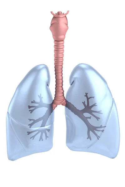 真实的 3d 渲染的肺 - 图库照片3drenderings#3
