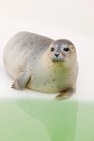 Cute seal in basin.