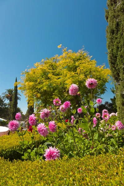 Beautiful botanical garden with green foliage and pink flowers a