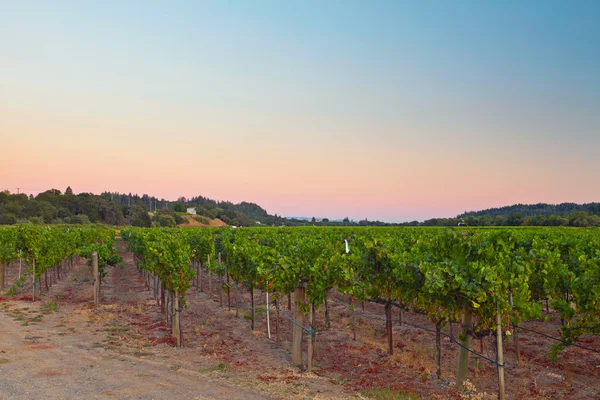 Vineyards at sunset. Winery landscape of Napa Valley, California