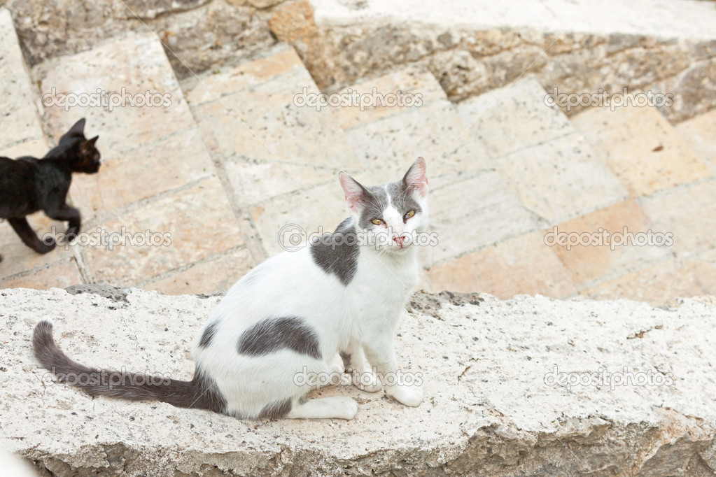 GRE CAT gre cat: