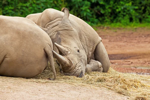 Two lazy white rhinoceros sleeping on the ground in the zoo.