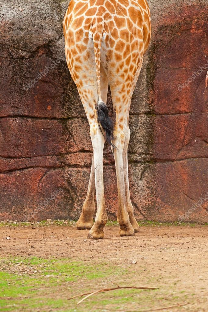 The legs of a rothschild giraffe in zoo. View of the back. — Stock