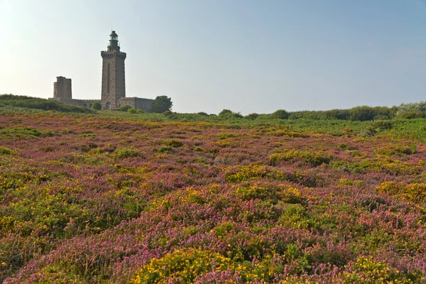 Colorful field of purple and yellow flowers with lighthouse in t