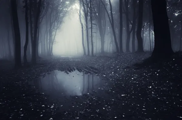 Lake in a dark forest with fog