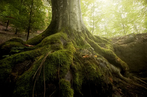 Roots of tree with green moss in green forest