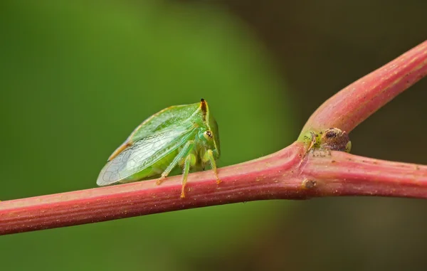 Green beetle.