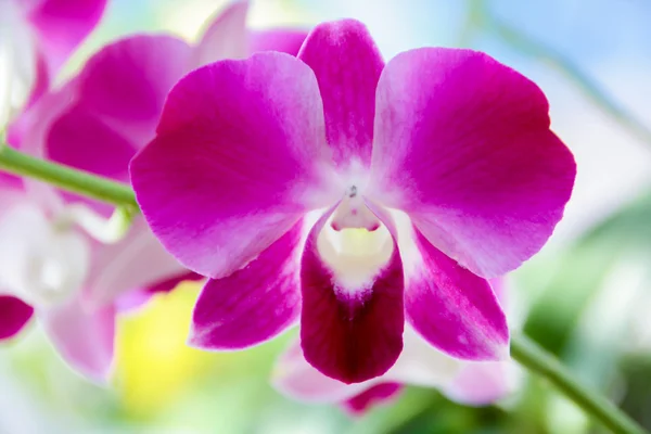 Orchid - Thai Orchid