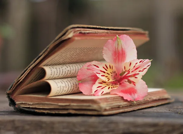Old Book with pink flowers