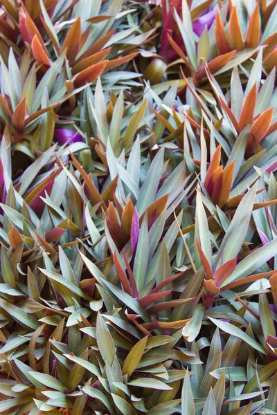 Purple heart ground cover plant, Oyster plant , White flowered t