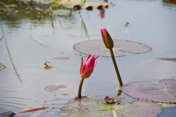 Lotus and lotus pond.