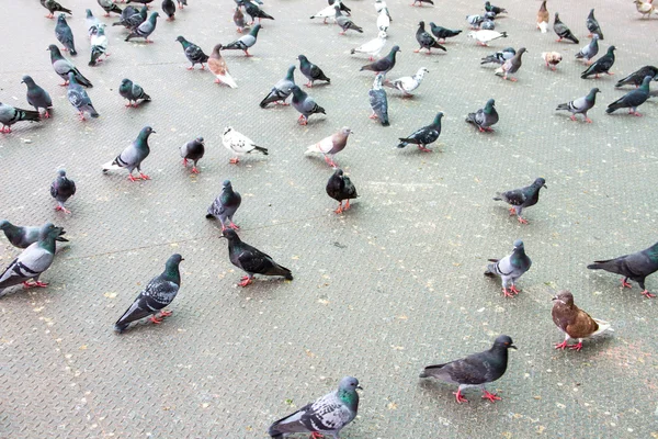 Rock pigeon - Columba livia.