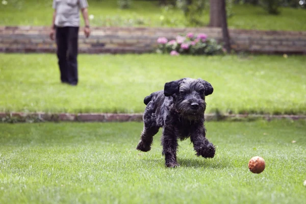 Black dog running after a ball, man playing with dog