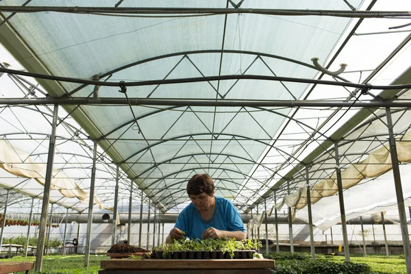 MANASIA, ROMANIA-MAY, 24: women working in a cooperative in gree