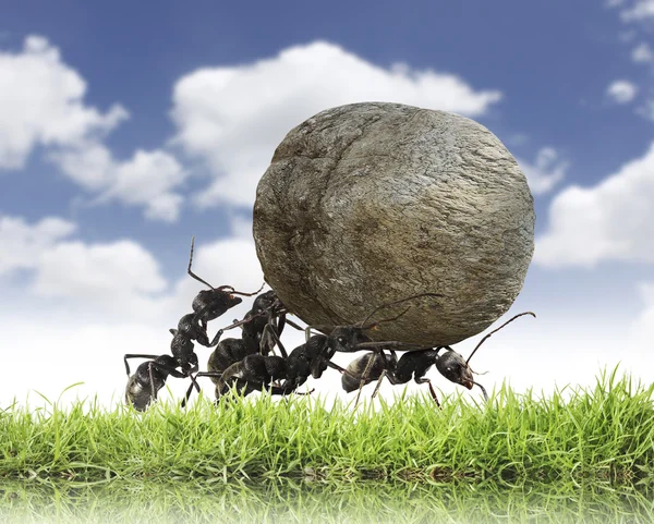 Team of ants rolls stone uphill