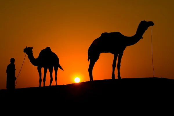 Silhouette of a man and two camels at sunset in the desert