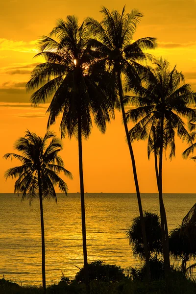 Palm tree silhouette at sunset, Thailand