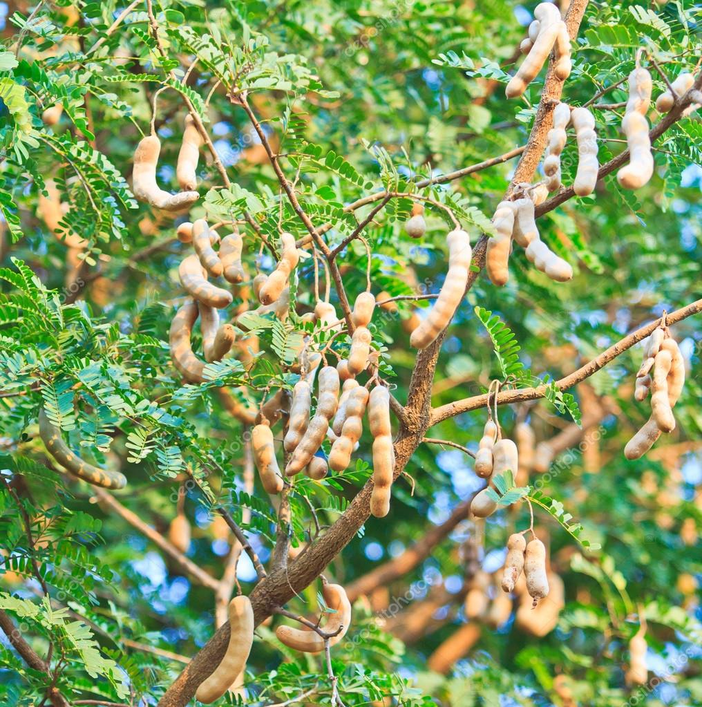 tamarind tree How can the answer be improved. tamarind tree How can the answer be improved.