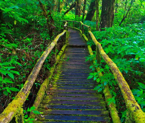 Tropical rain forest path