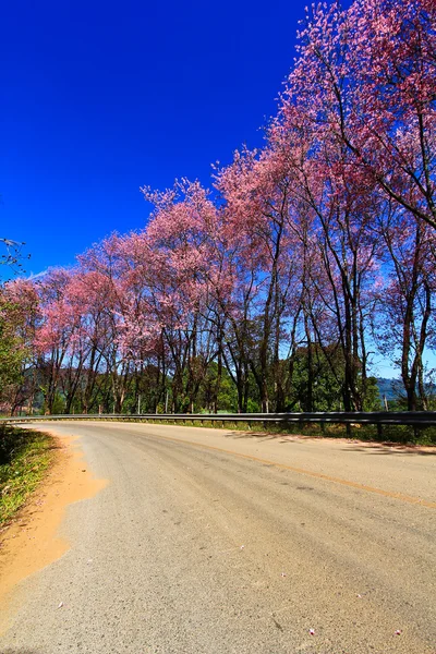 Cherry Blossom Pathway