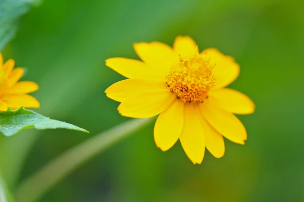 Yellow camomile