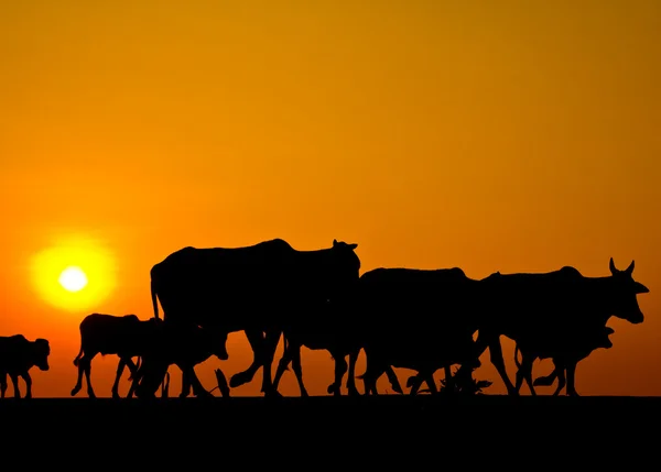 Way of life Countryside