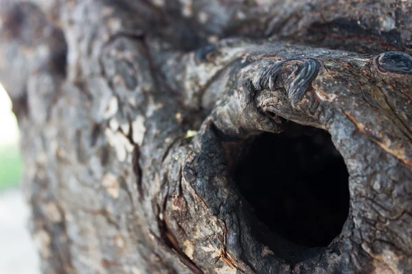 Hole in a tree trunk