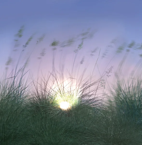 Sunset in the grass on the beach
