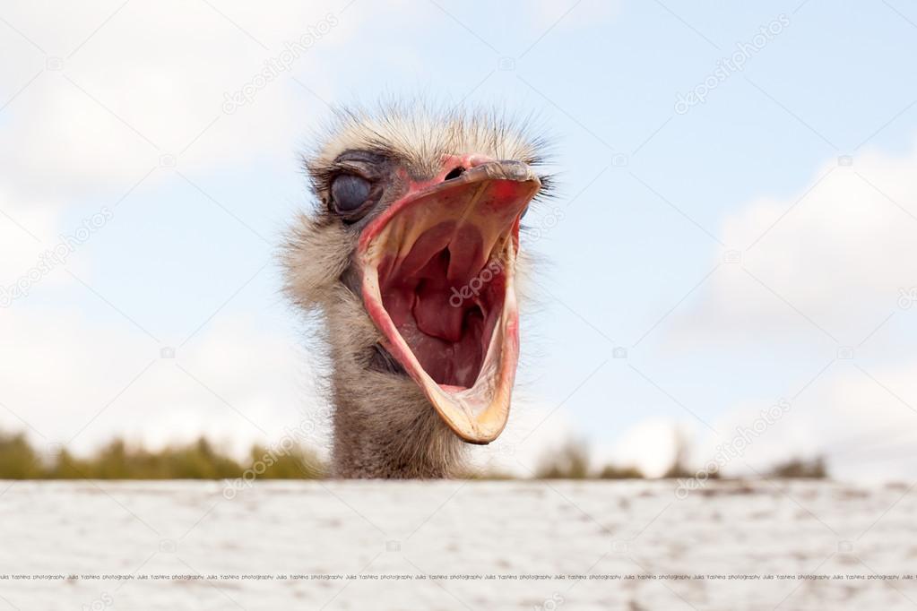depositphotos_12501381-Ostrich-with-his-mouth-open.jpg