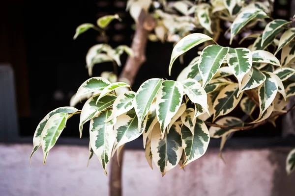 Closeup white and green leaf texure of plant