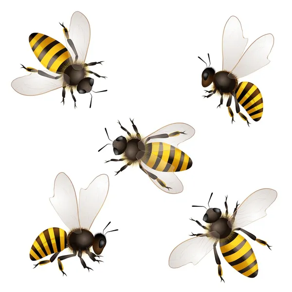 Set of bees isolated on white