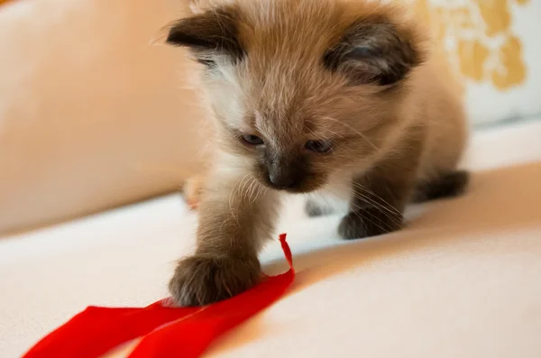 Cat playing with ribbon