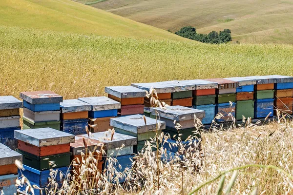 Hives of bees in the tuscan countryside, Italy