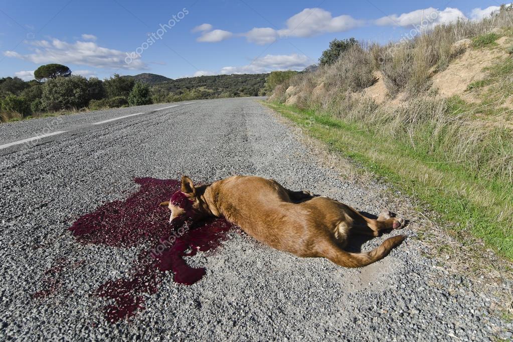 Dog hit by a car — Stock Photo © vallefrias 32844109