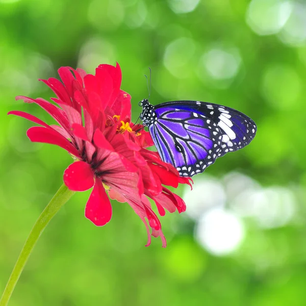 Red butterfly