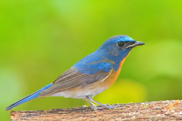 Chinese Blue Flycatcher bird