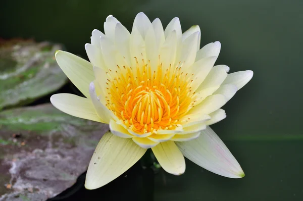 Yellow lotus flower