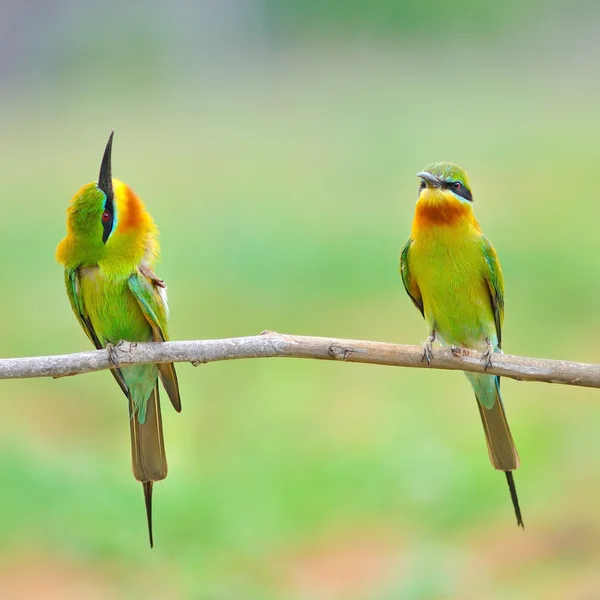 Blue Tailed Bee Eater