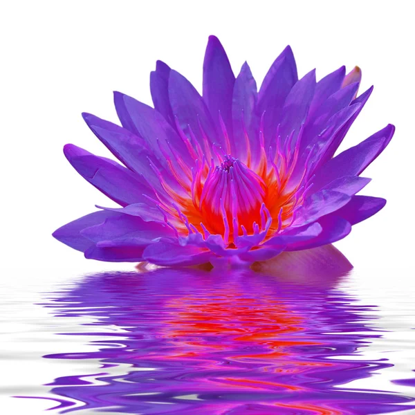Pink lotus floating in water