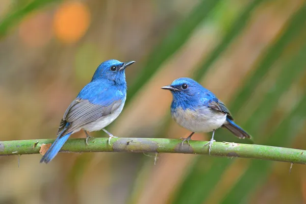 Hainan Blue Flycatcher bird