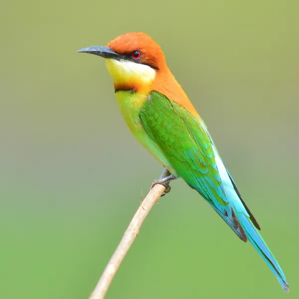 Beautiful Bee eater Bird