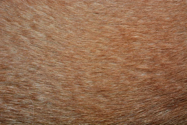 Dog hair