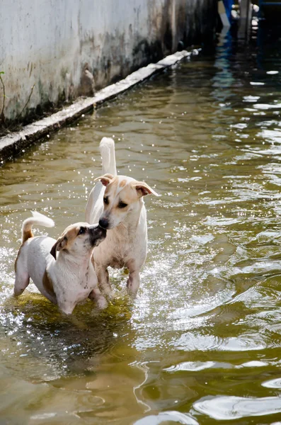 Two dogs playing in flood