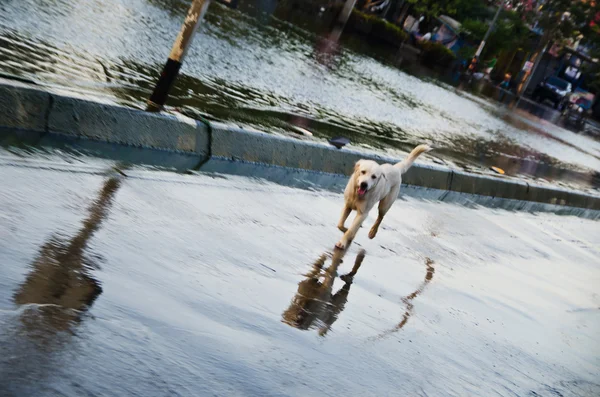 Sad dog escape from the flood