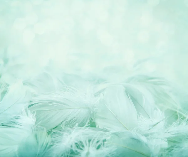 Fluffy feathers on turquoise blurry background