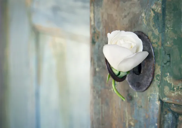 Green old wooden door with a white rose